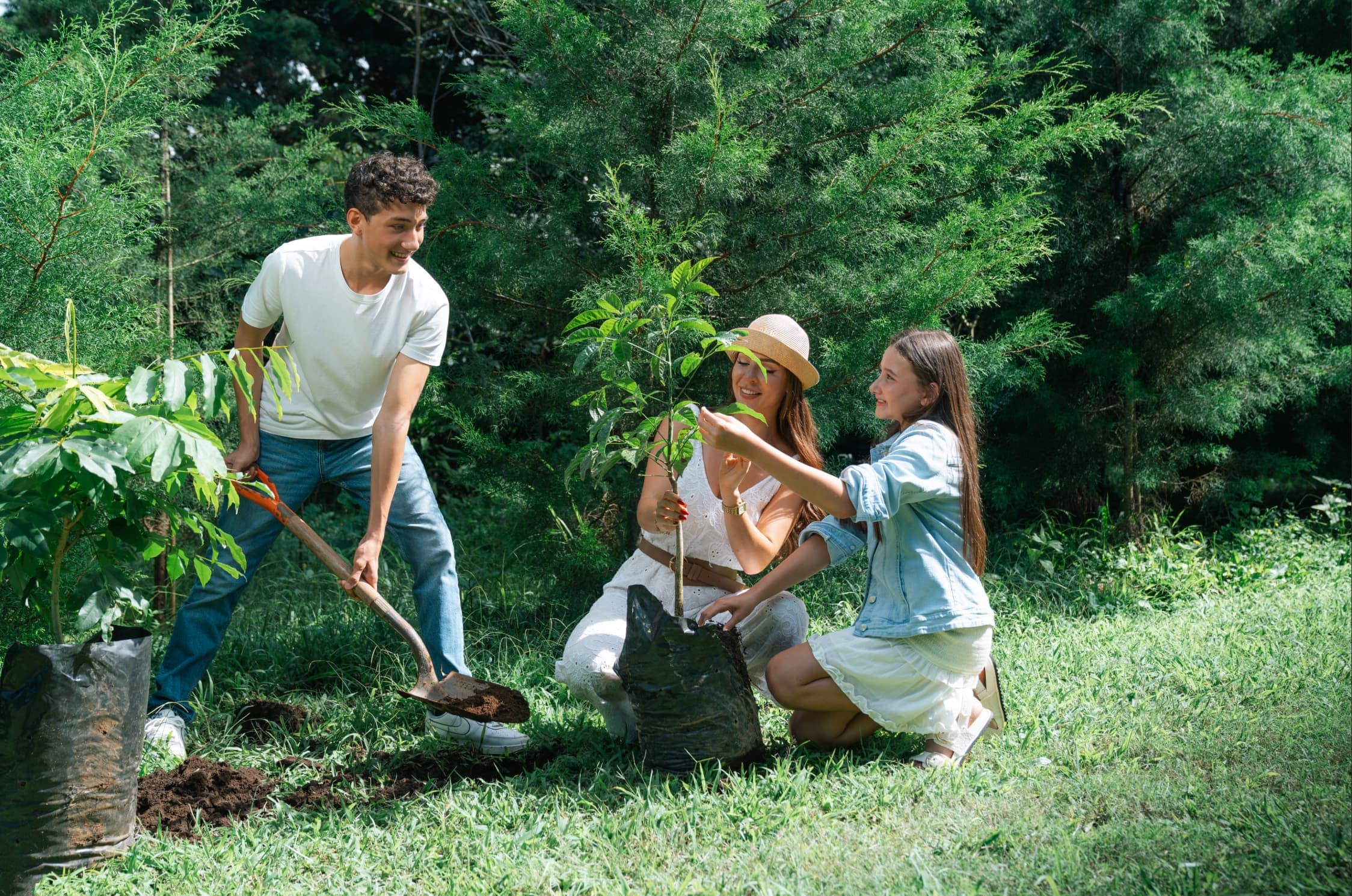 Reforestation
