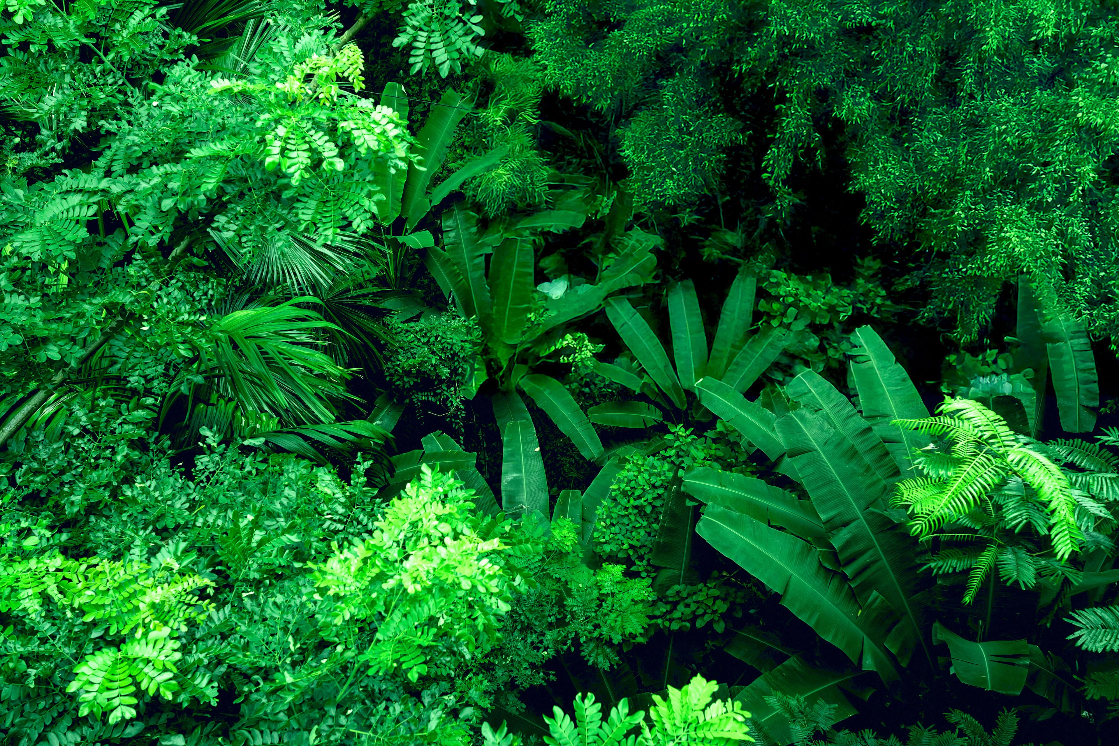 Reforestation