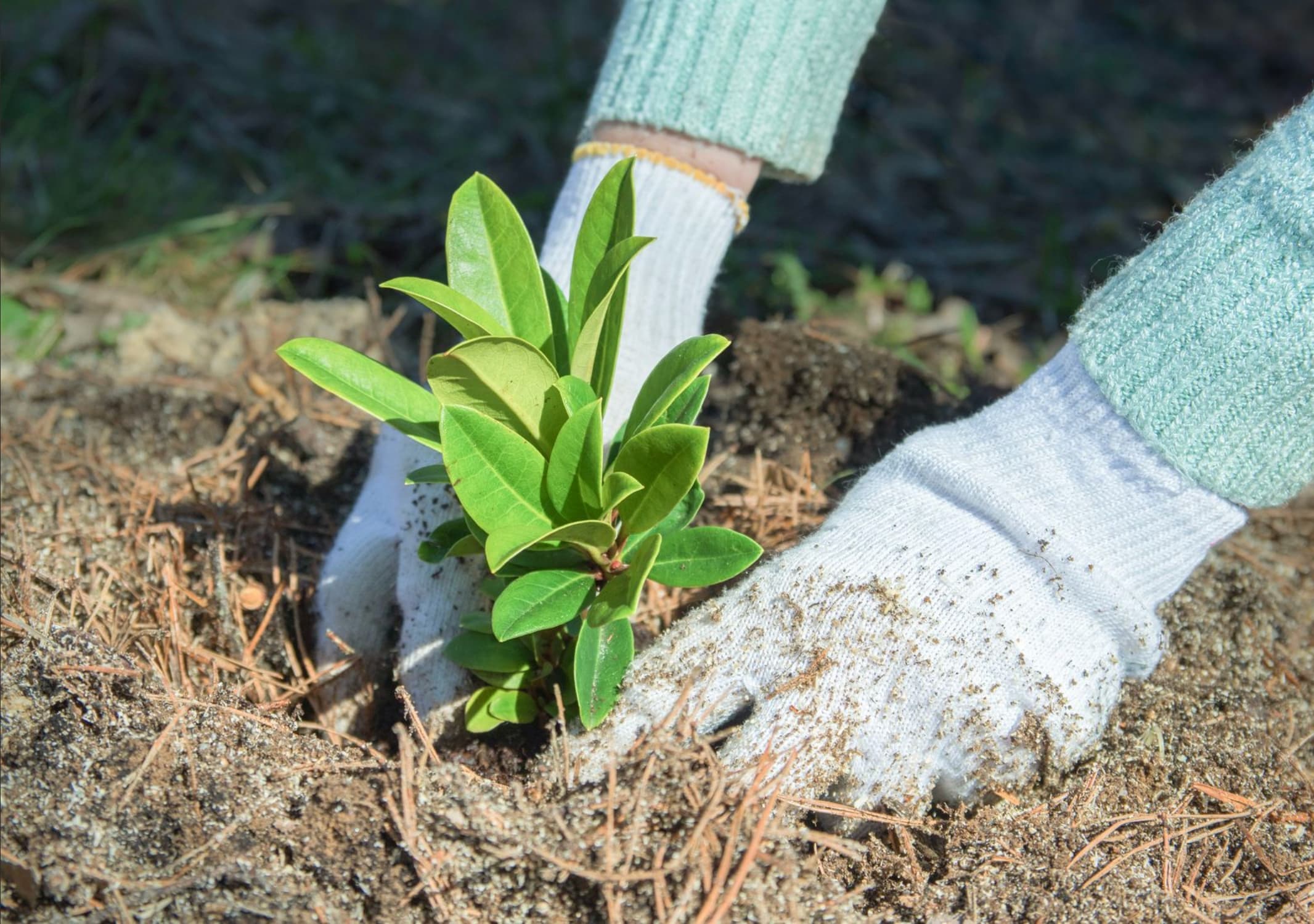 Planting