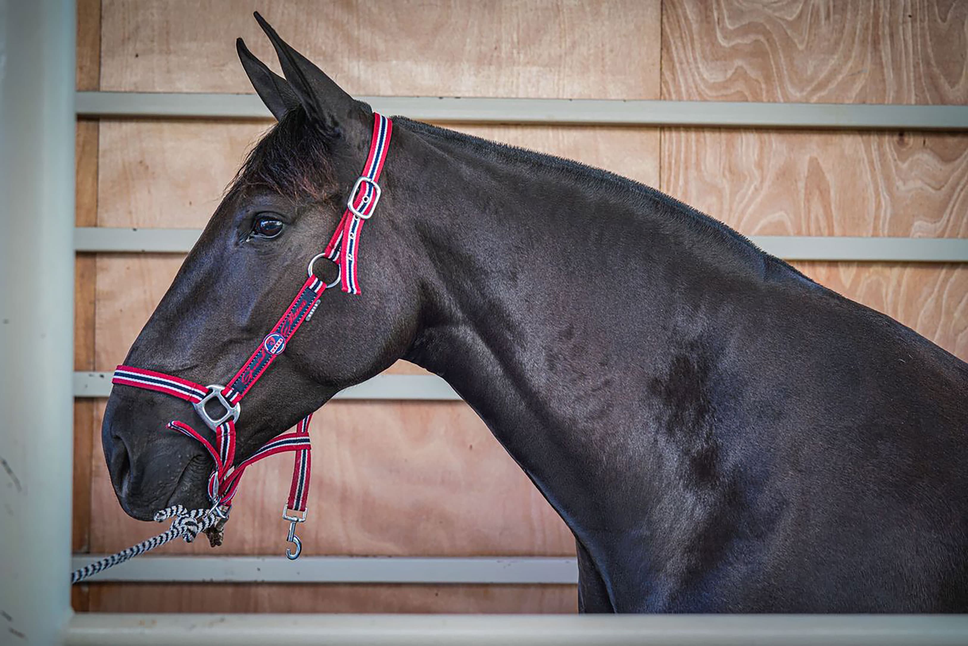 Horse in stable at Hacienda Barvak