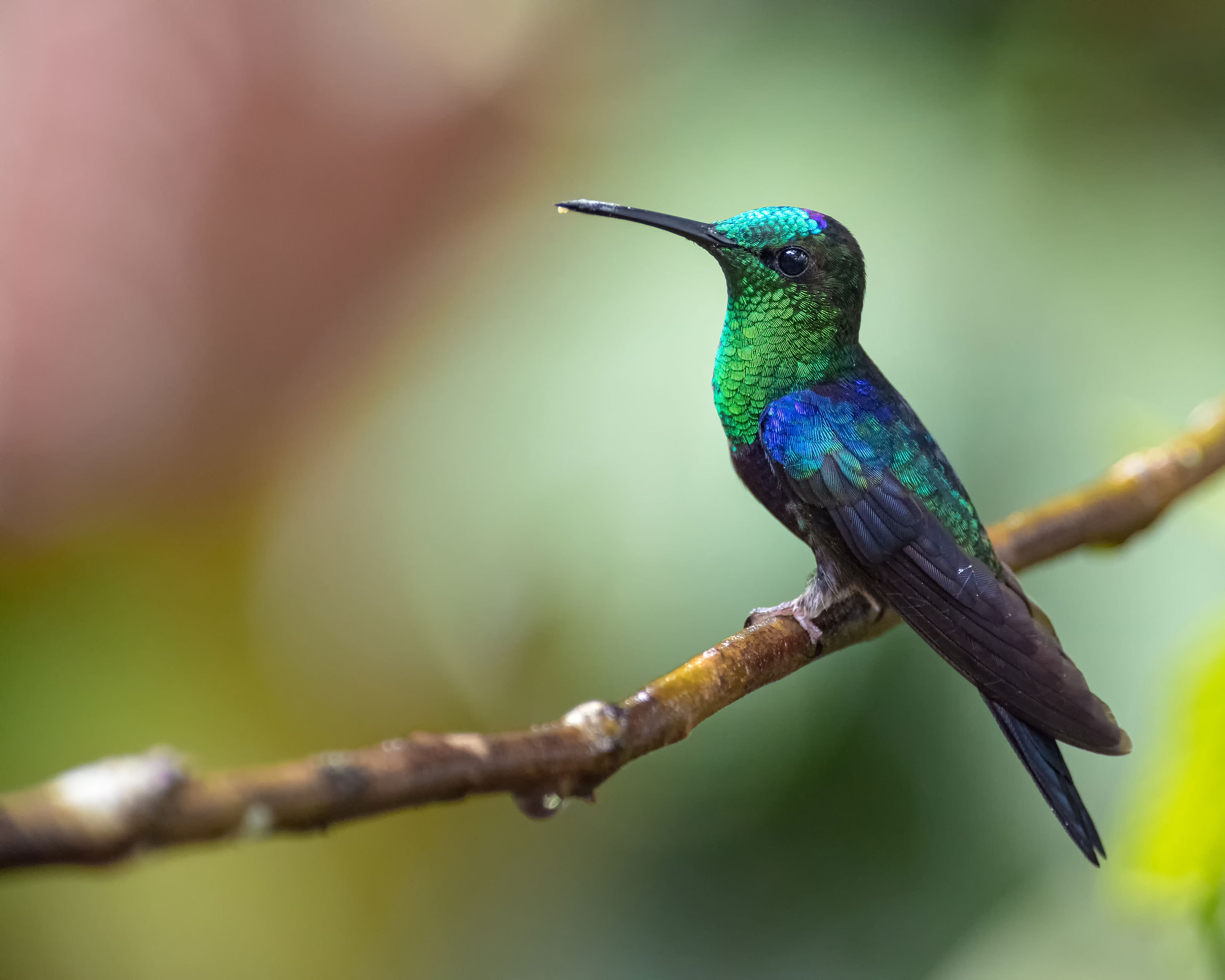 Hummingbirds