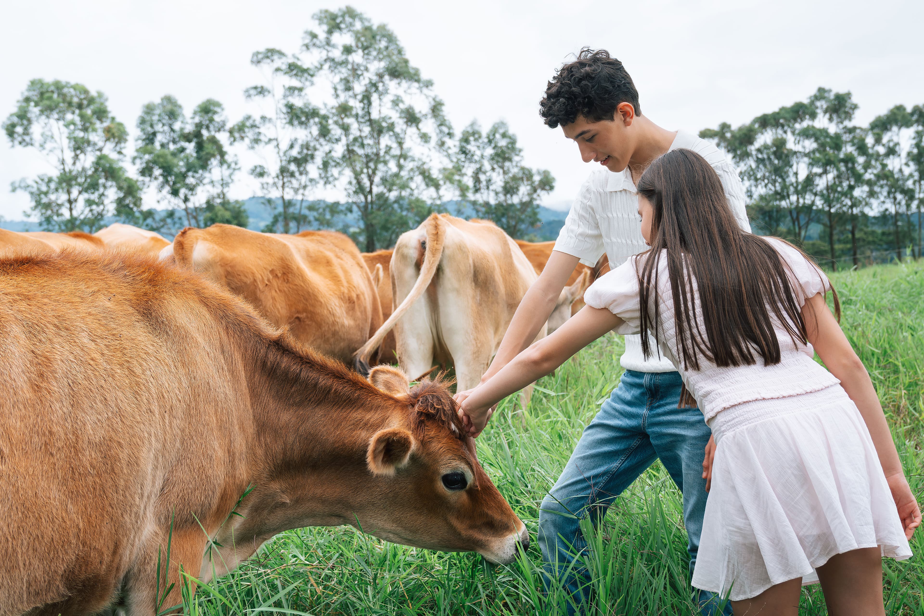 Cattle